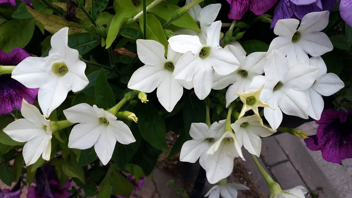 nicotiana plant with white flowers