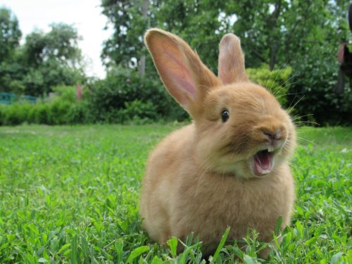 Red rabbit yawning