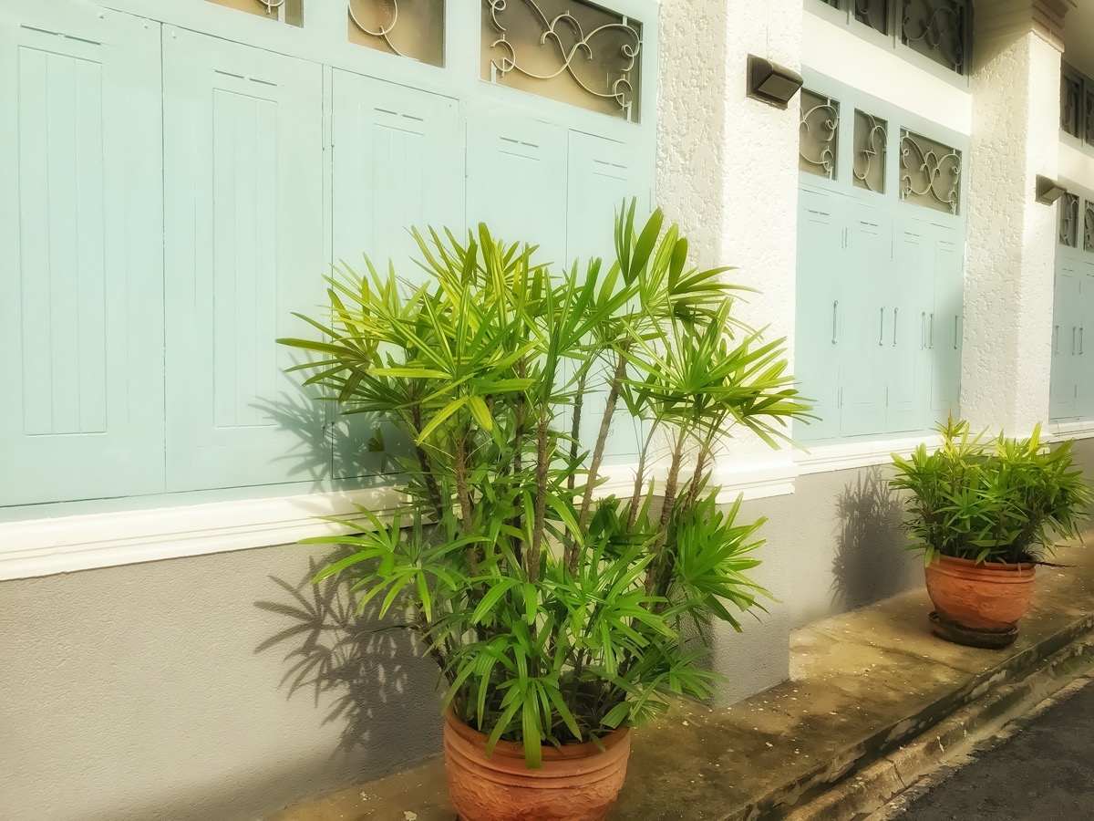 bamboo palm plant on ledge