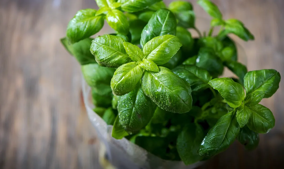 basil plant on wooden table