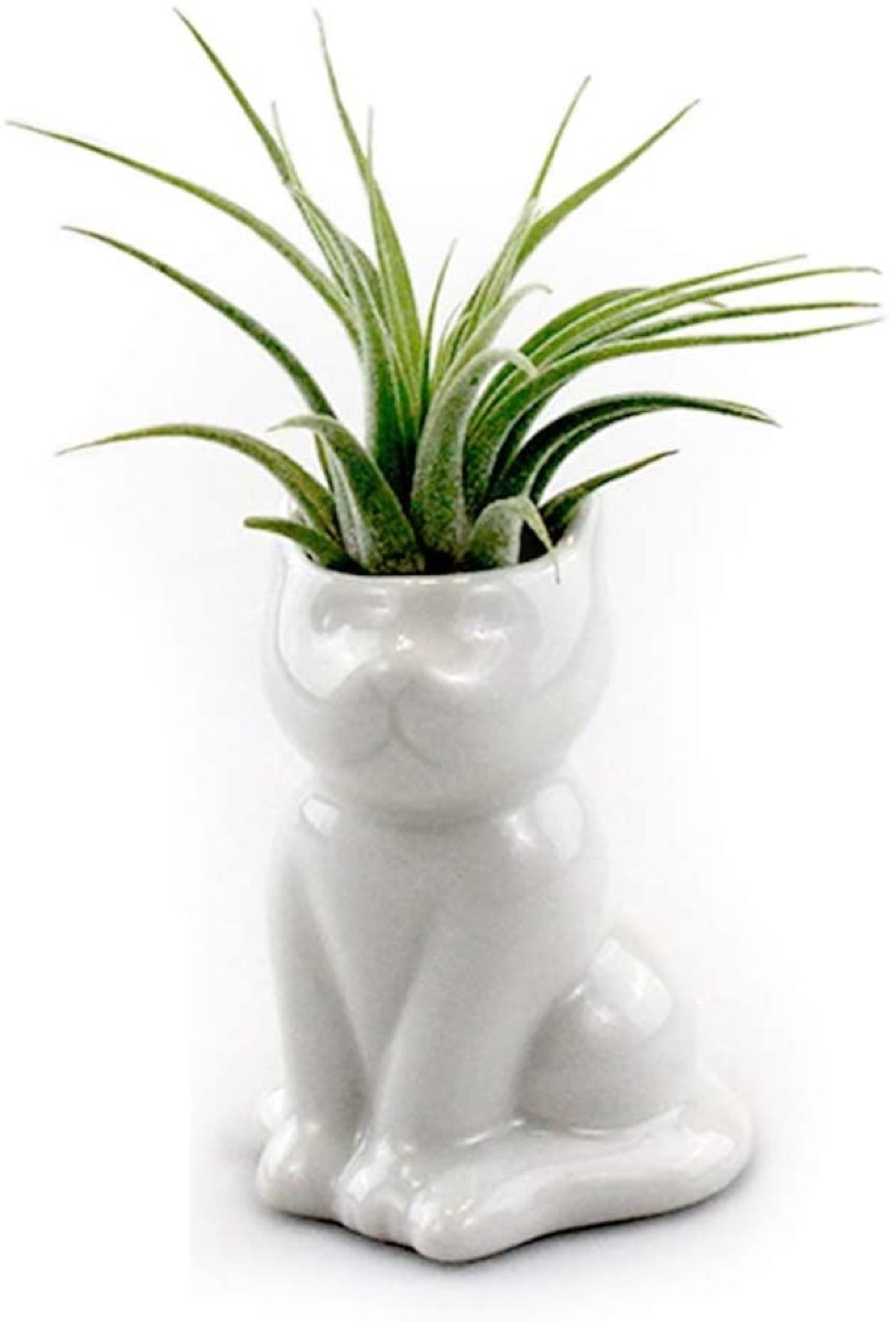 ceramic cat planter with air plant