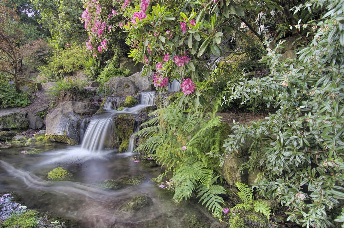 flowers and waterfall in a garden in portland, oregon