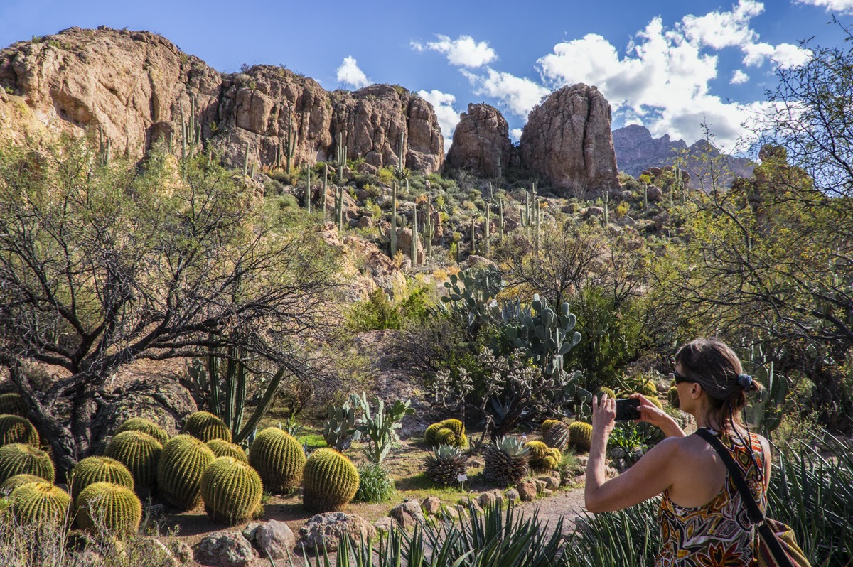 Woman photographing a cactus garden near Phoenix, Arizona
