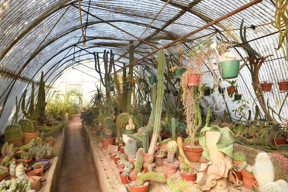 cacti at moorten botanical garden