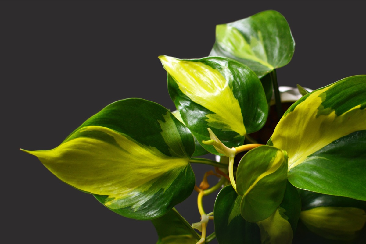 philodendron plant