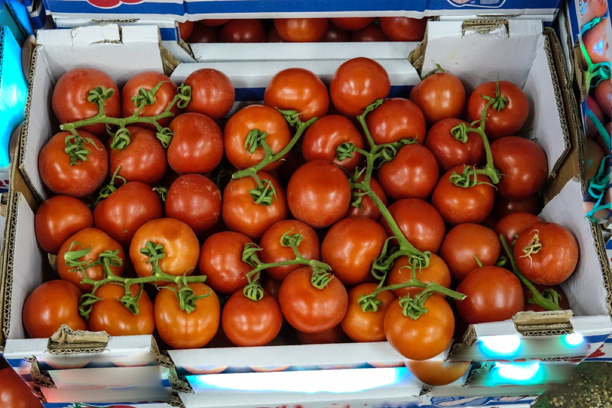 tomatoes in bulk