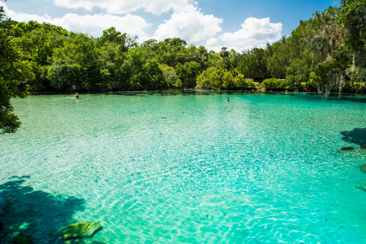 crystal clear water of silver glen springs in florida