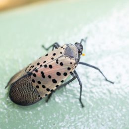 Spotted lanternfly