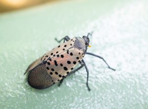 Spotted lanternfly
