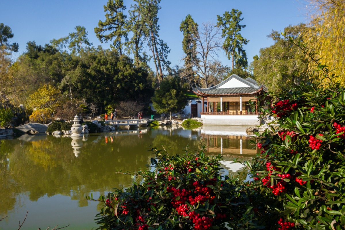garden and pond at the huntington in california