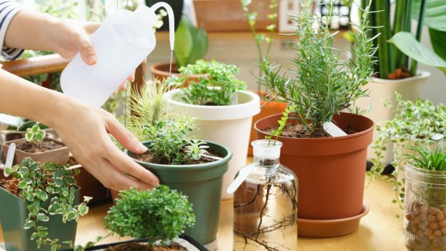 white woman watering indoor potted plants