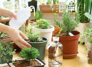 white woman watering indoor potted plants