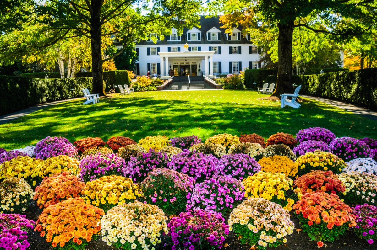 A large array of colorful chrysanthemums greet visitors and guests of the beautiful and stately Woodstock Inn in Woodstock, Vermont.