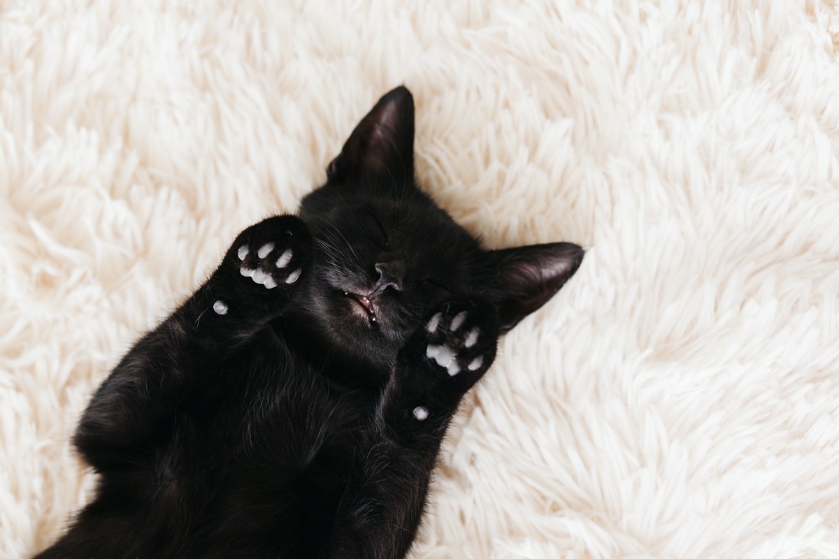 Black cat laying on back on white carpet
