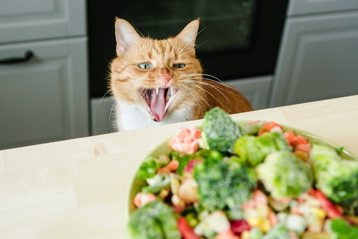 Cat looking at salad on table