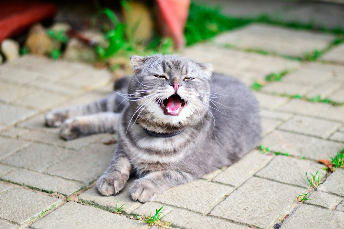 Grey cat sneezing