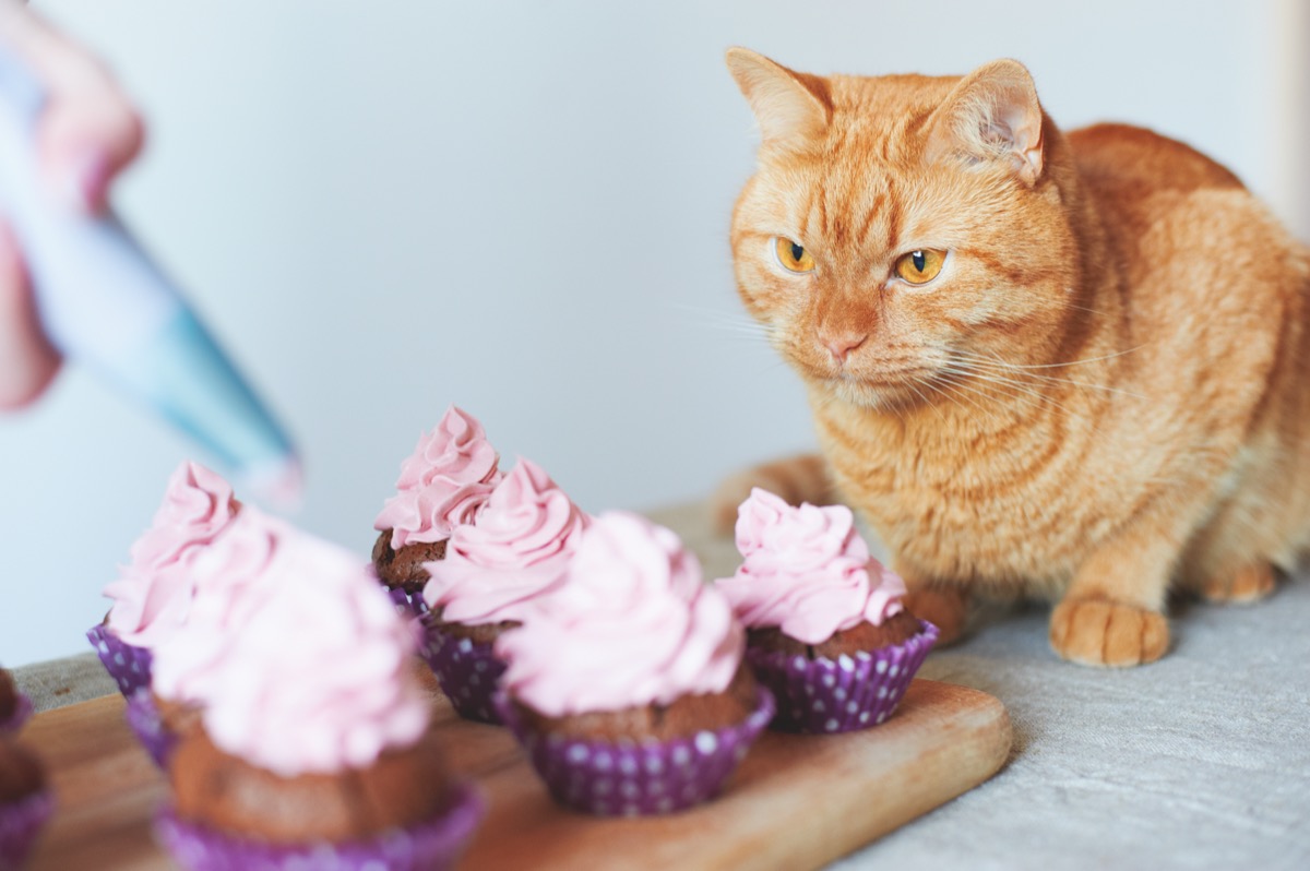 Cat watcing owner ice cupcakes