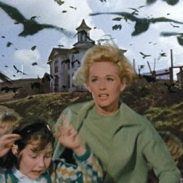 still from the birds