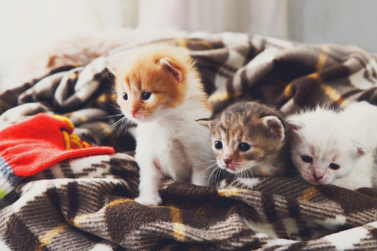 pisici într-o pătură