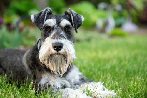 Miniature Schnauzer laying in the grass