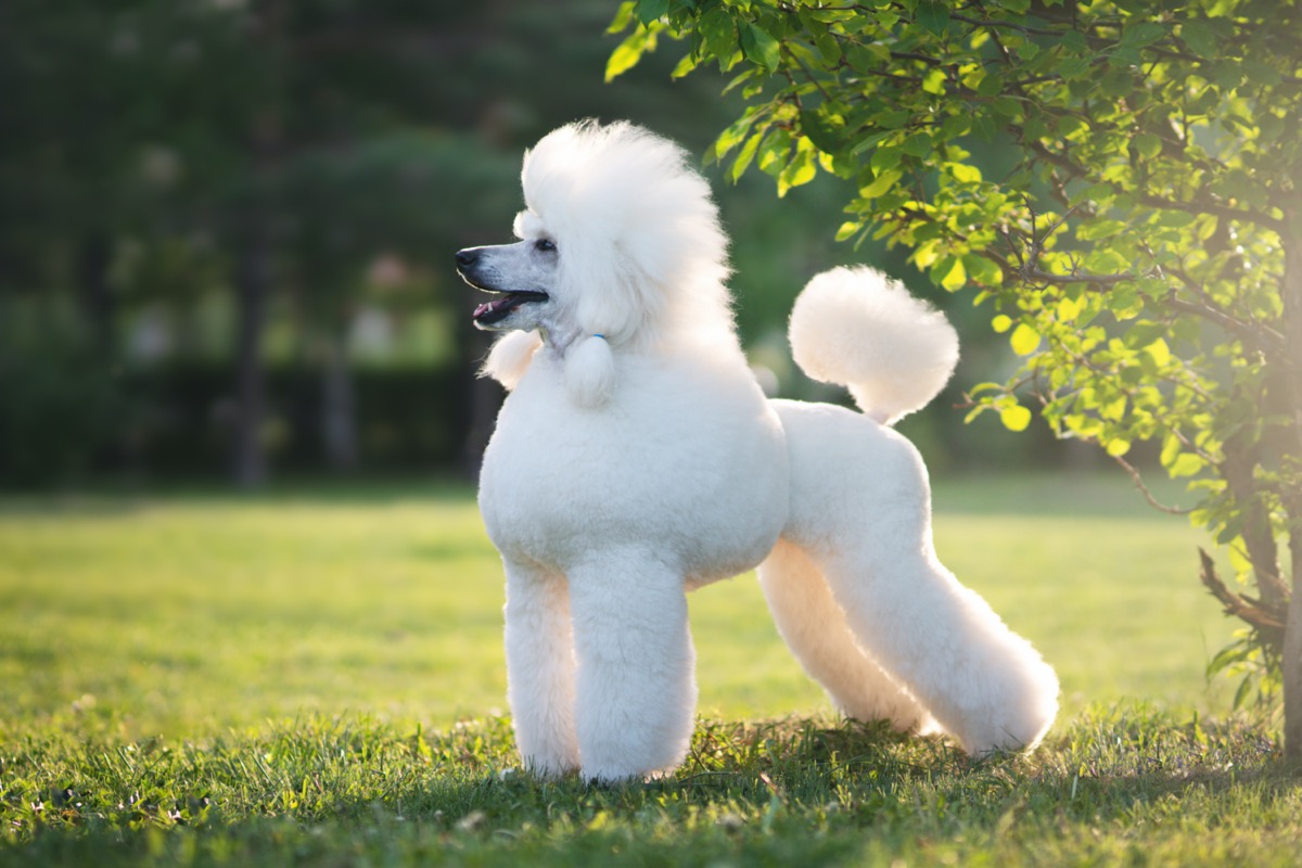 The 8 Most Beautiful Dog Breeds, According to Experts — Best Life