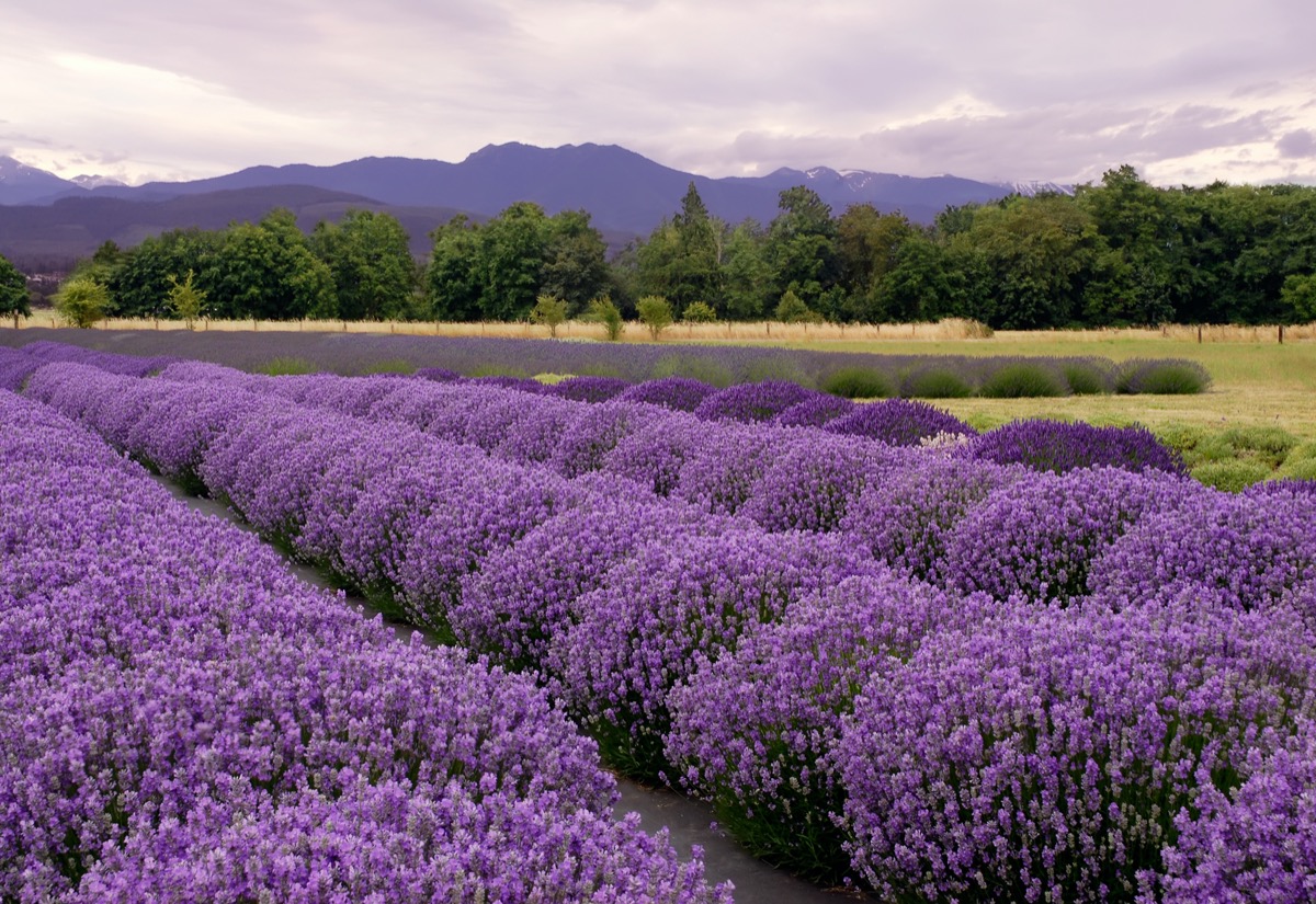 lavender fields in sequim, washington