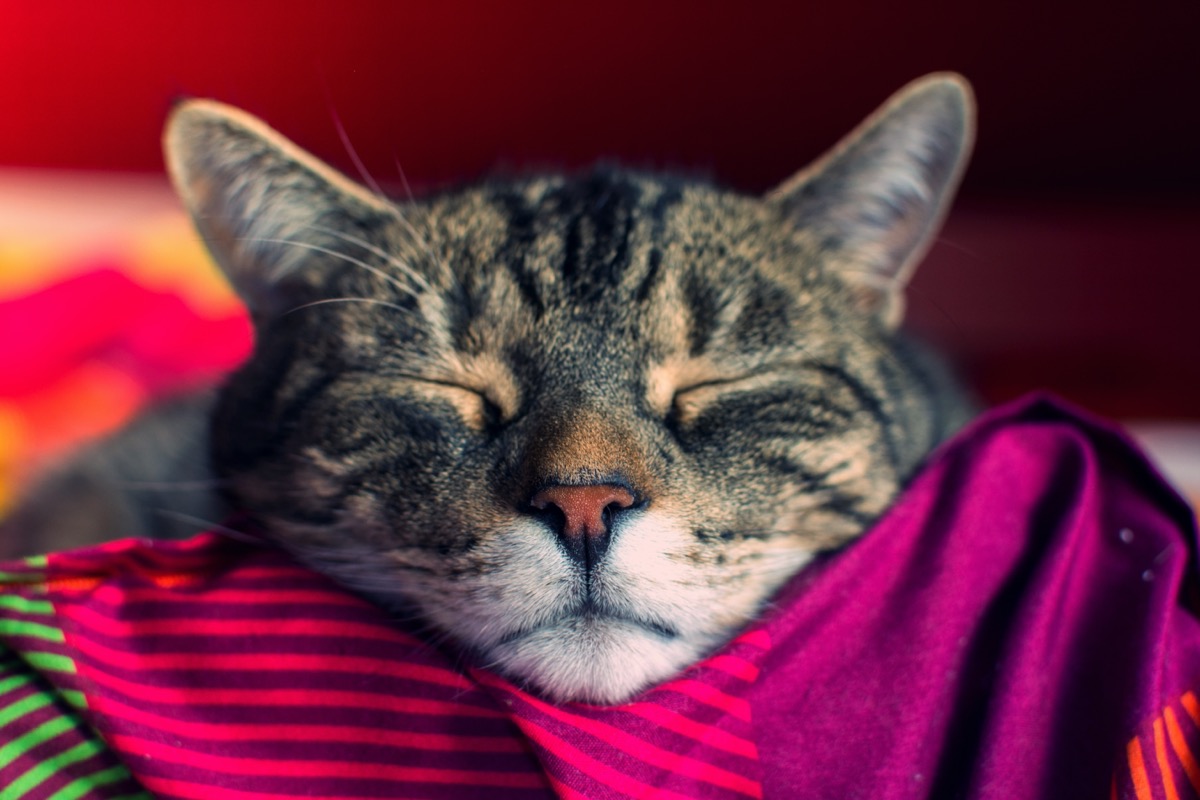 Signs Your Cat Has a Cold, According to Vets — Best Life