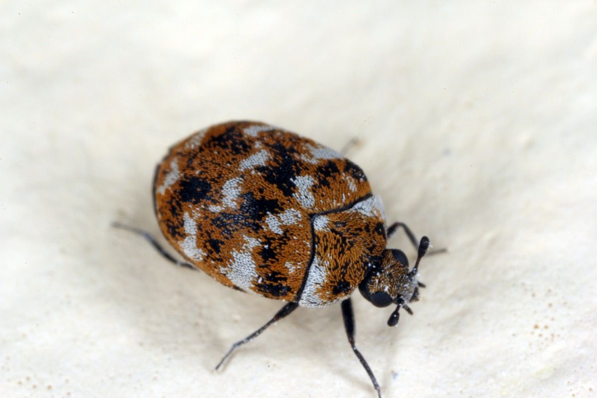 Carpet Beetles Can Cause Major Damage in Just a Week  Experts Say - 49