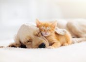 A kitten sleeping on top of a dog on a white carpet.