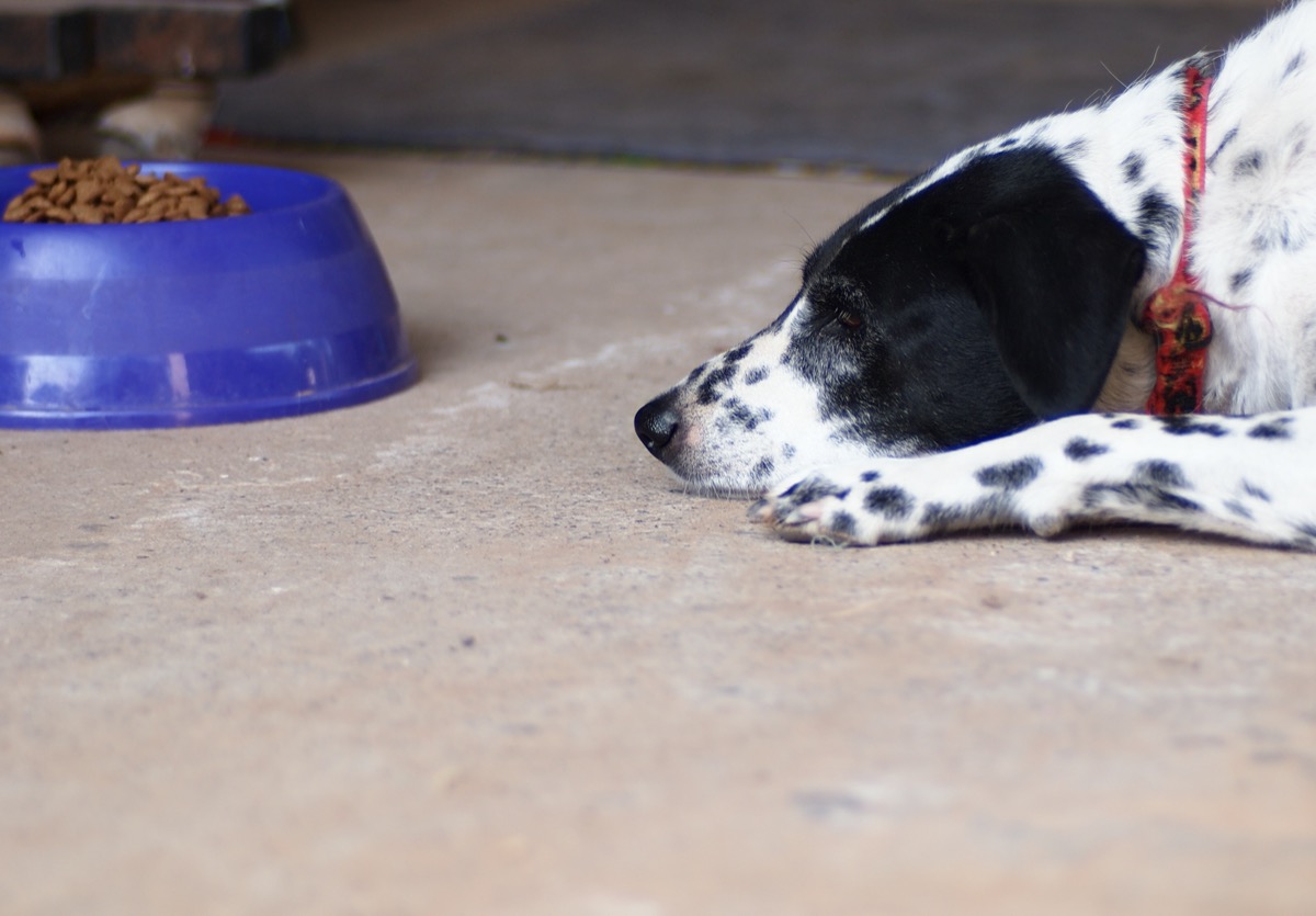 dog staring at food bowl on garage floor