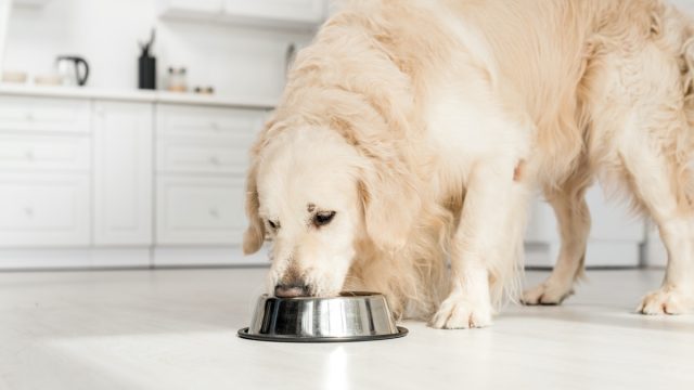 golden retriever eating dog food from metal bowl