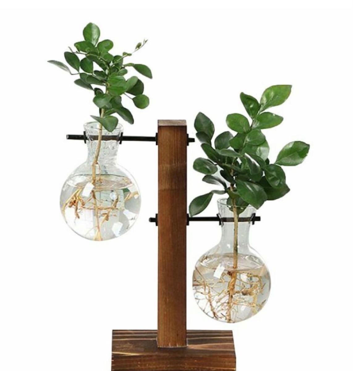 two glass vases with plants in wood stand