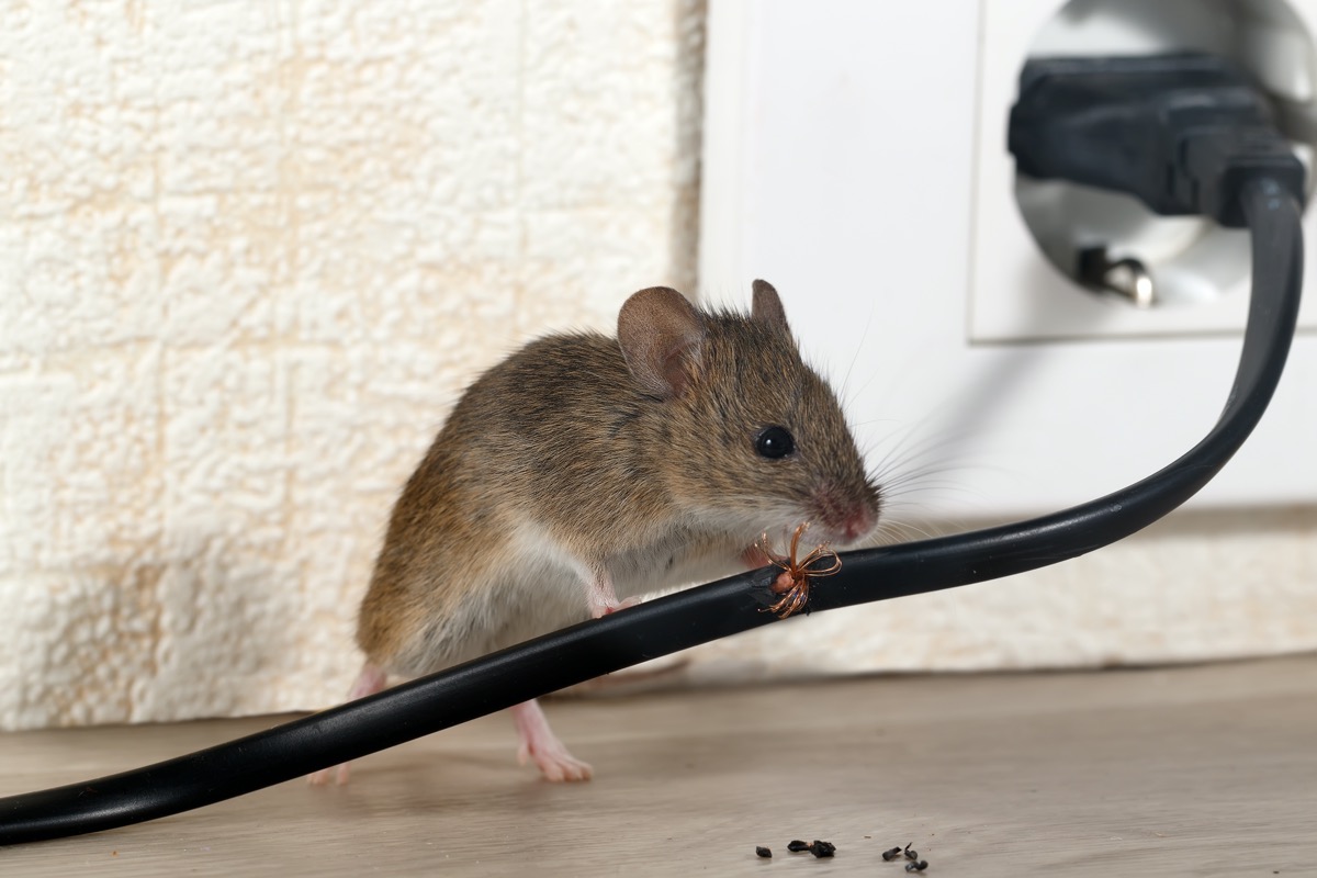 mouse climbing on an electrical cable