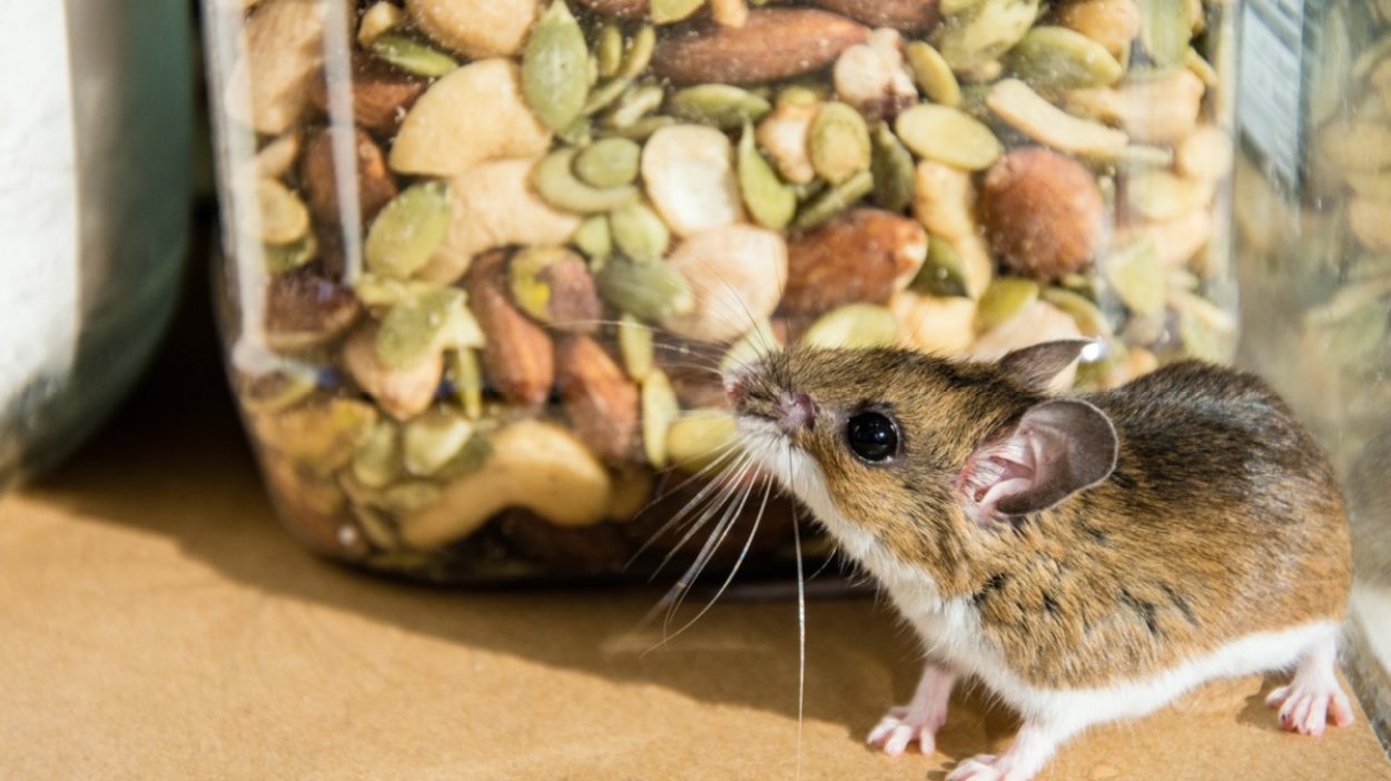 This Is How to Get Rid of Mice, According to Exterminators