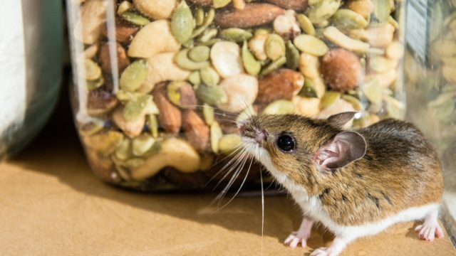 Pest Control Tips: 17 Insanely Simple Ways to Mouse Proof Your House