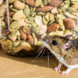 mouse on kitchen counter next to jar of seeds and nuts