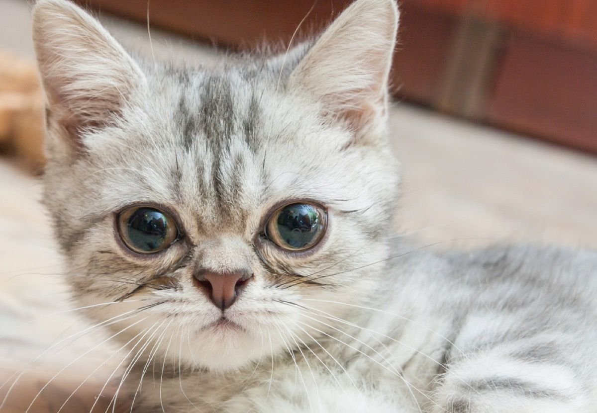 A definitive ranking of all the cats in Cats