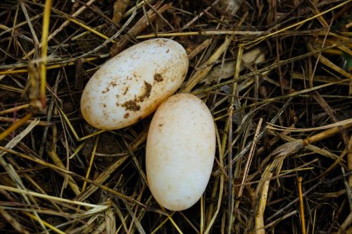 snake eggs in grass