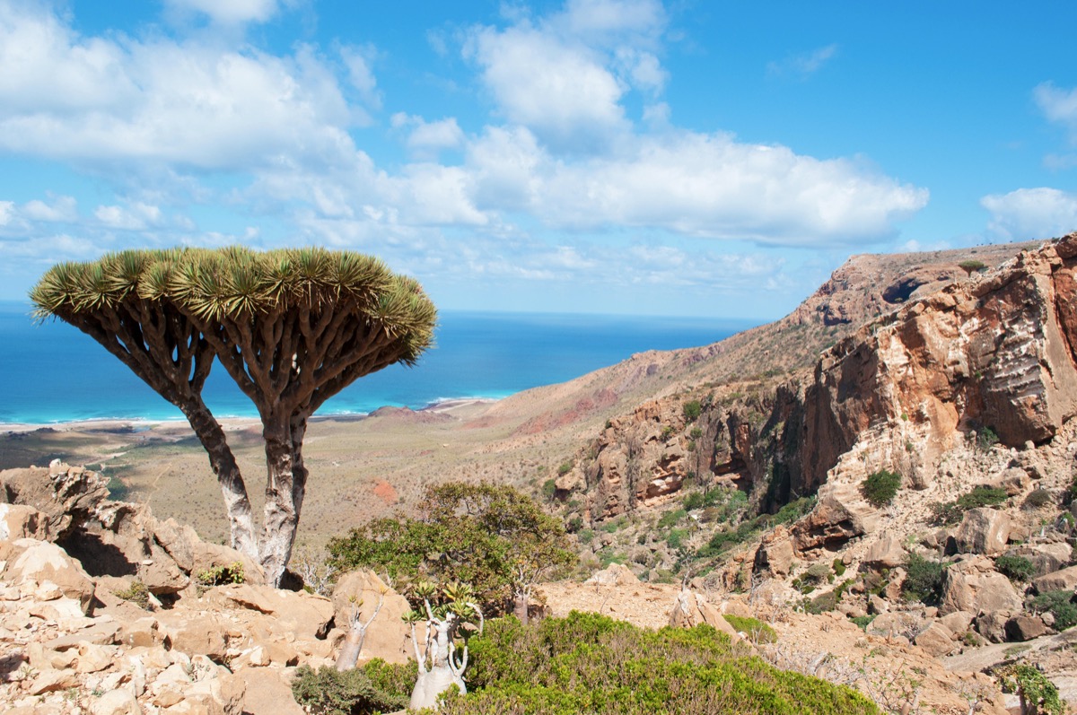 Socotra Island, Yemen, Middle East: Dragon blood trees in the protected area of Homhil Plateau, Gulf of Aden, Arabian Sea, unique biodiversity