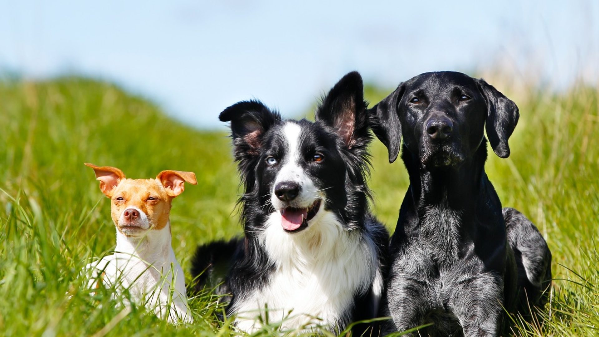 The 50 Most Popular Dog Breeds in America — Best Life