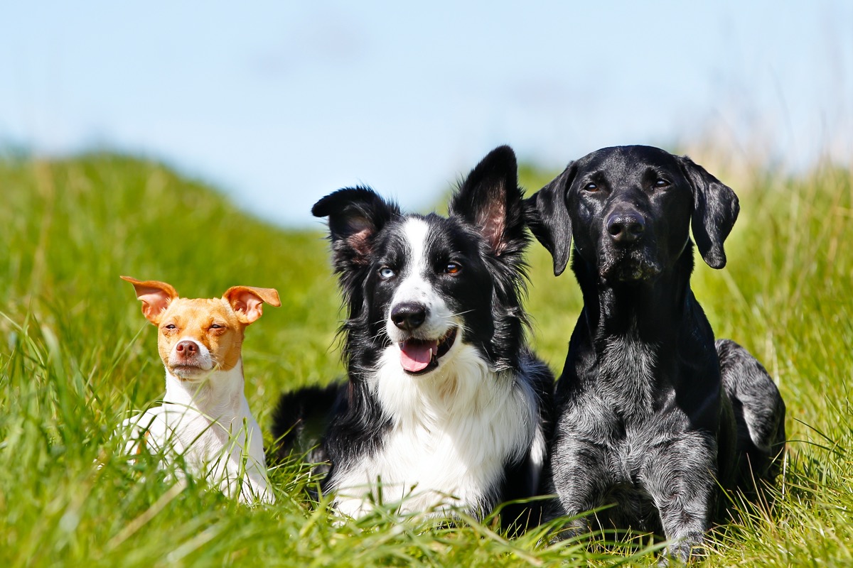 what is the most popular breed of dog