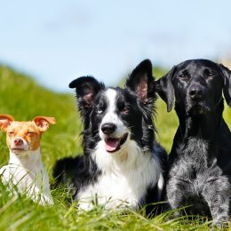 Purebred dogs outdoors on a sunny summer day.