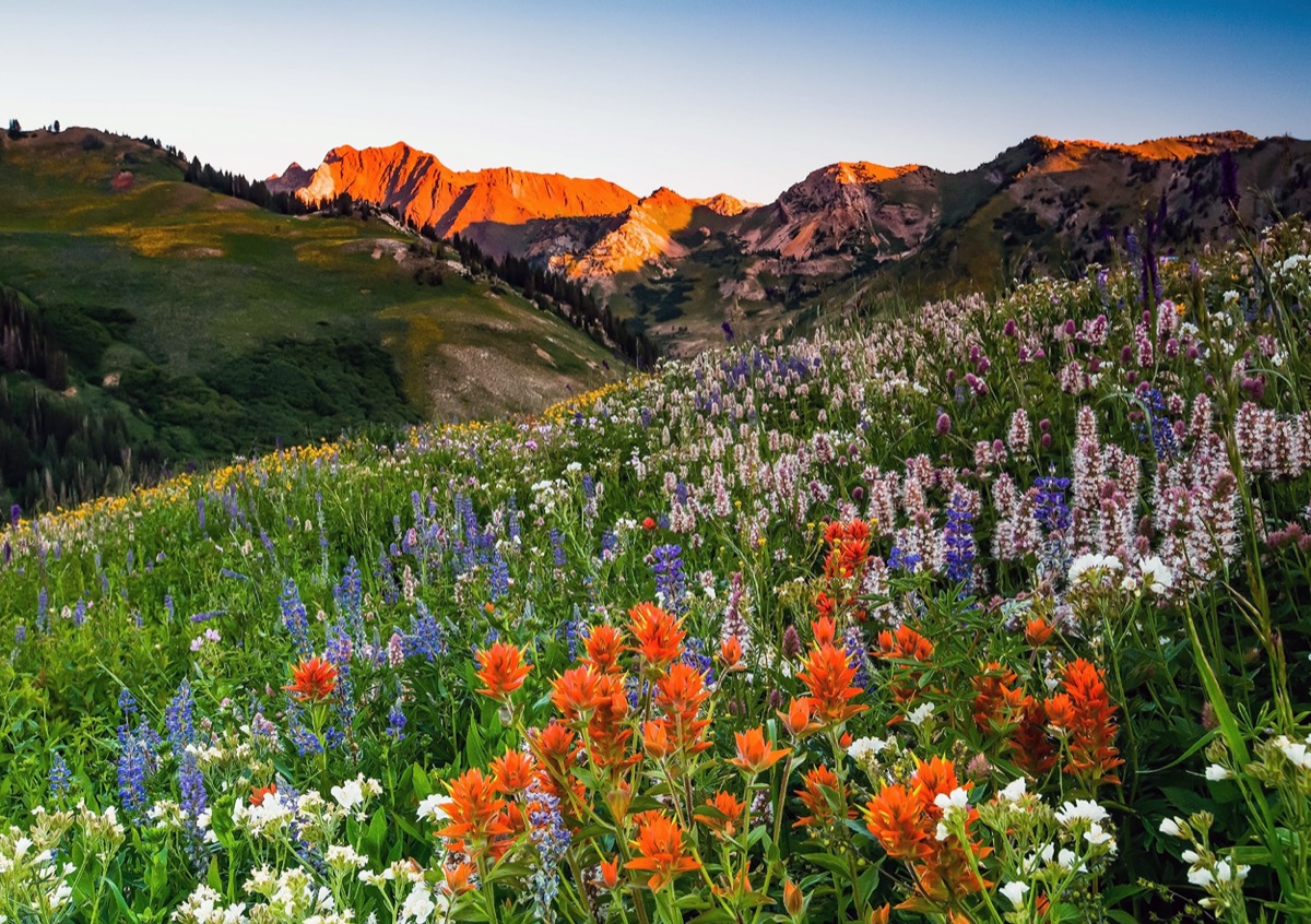 a field of pink, orange, and purple wildflowers and mountains in Alta, Utah