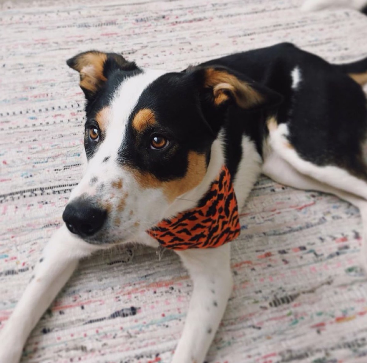 ava phillippe's dog benji in a bandana