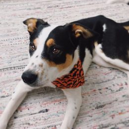 ava phillippe's dog benji in a bandana