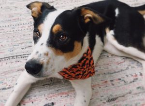 ava phillippe's dog benji in a bandana
