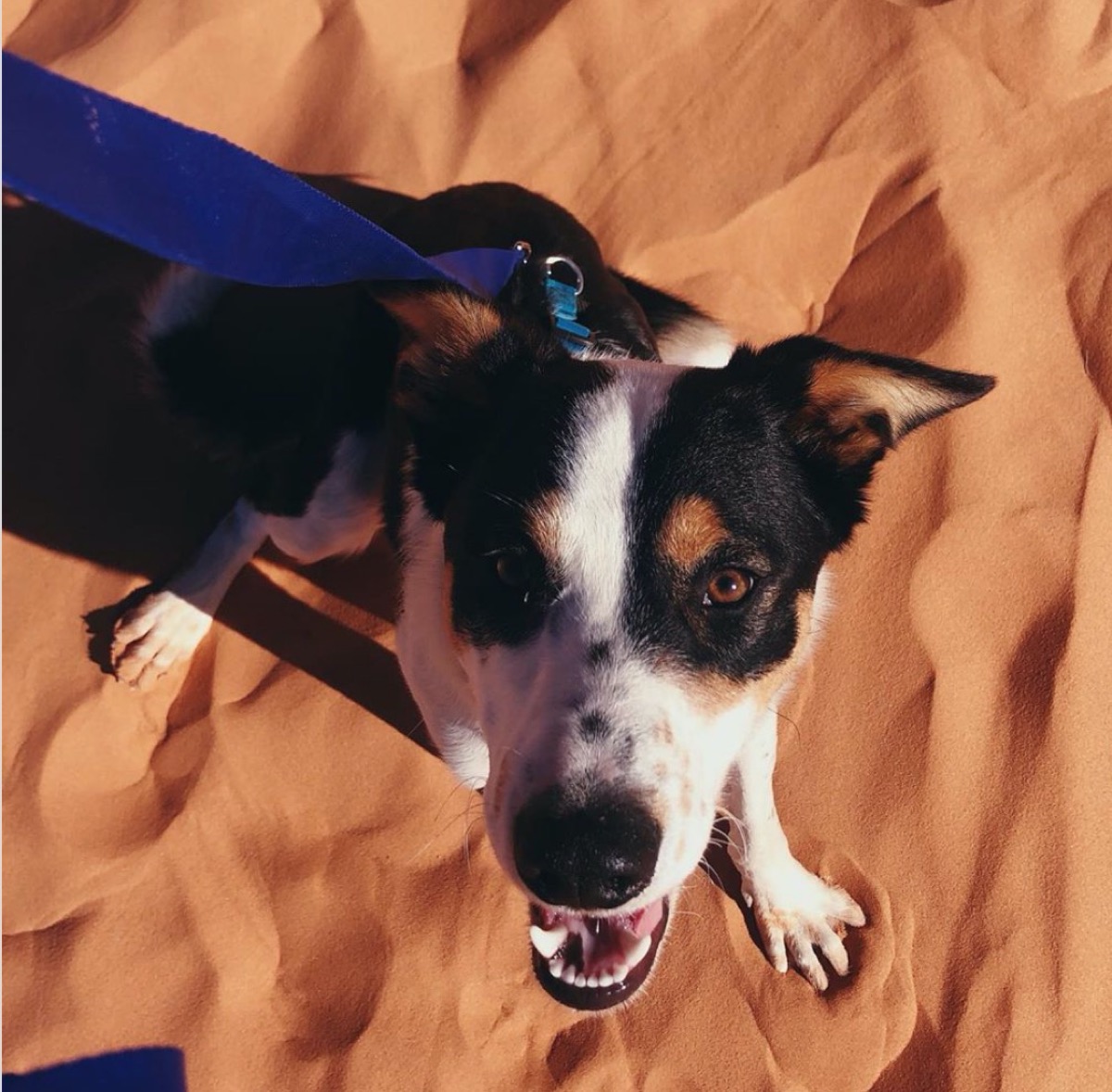 Ava Phillippe's dog Benji in sand