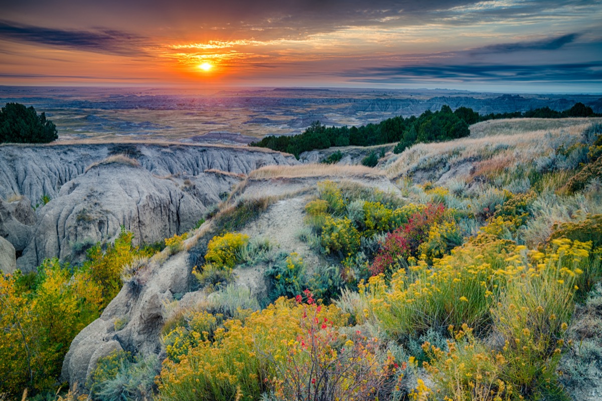 yellow flowers and rocks at Badlands National Park in South Dakota at sunrise