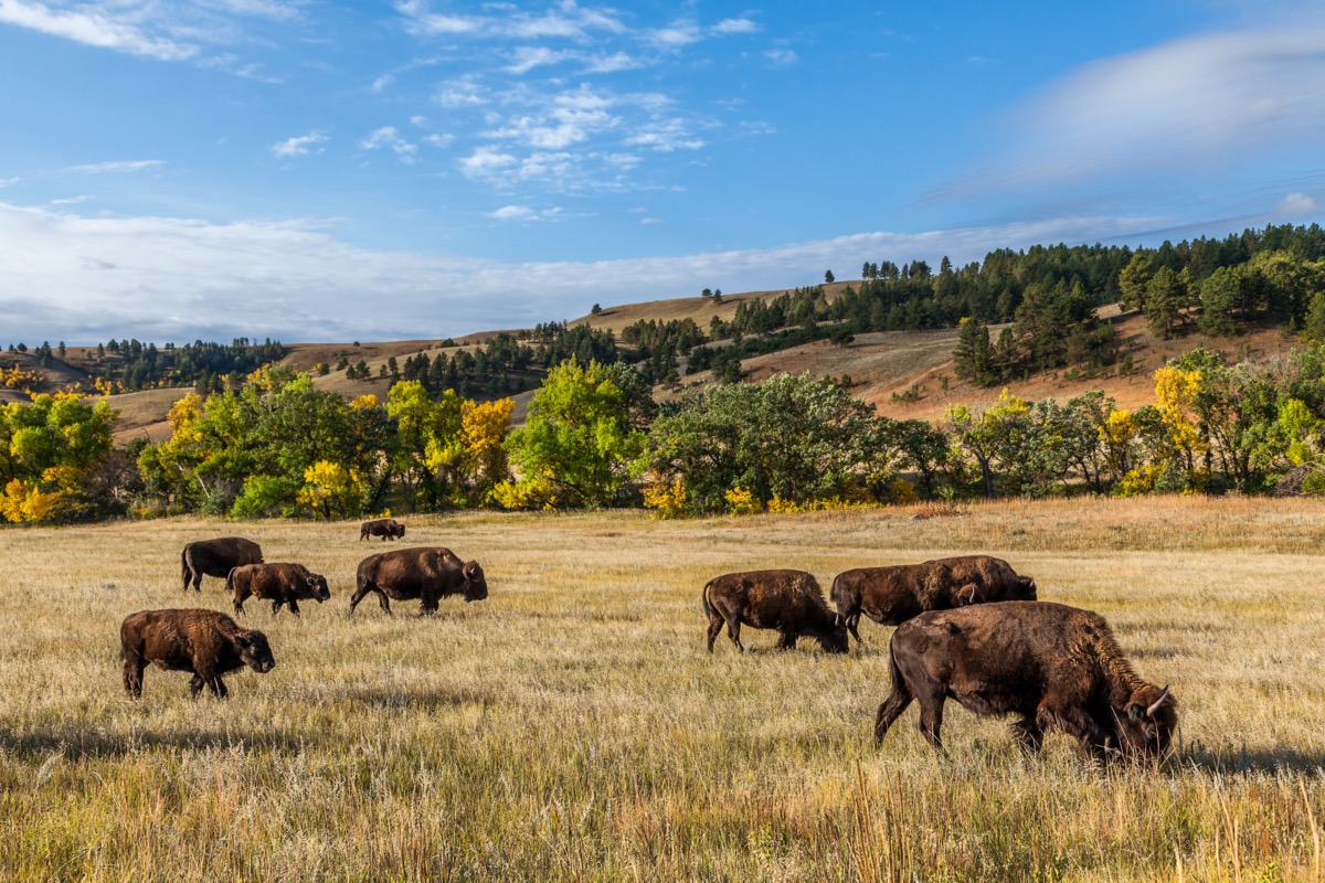 buffalo in custer state park, south dakota