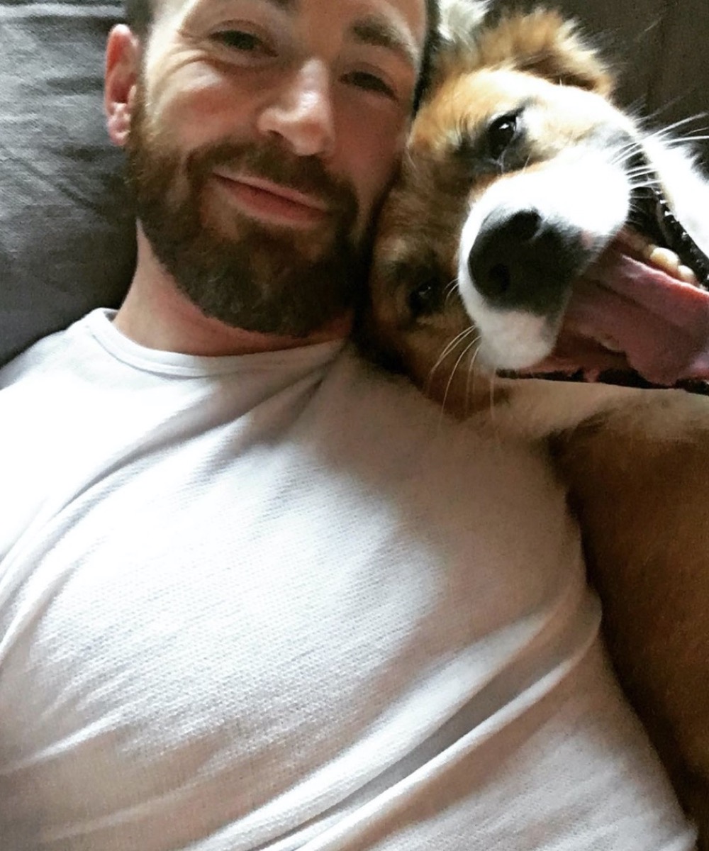 chris evans and his dog dodger in bed
